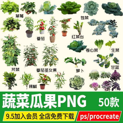 瓜果蔬菜番茄西红柿辣椒白菜萝卜茄子psd素材procreate png园艺