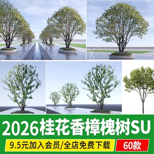 桂花香樟国槐银杏小乔木丛生朴树乌桕槭树栾树榆树草图大师SU模型