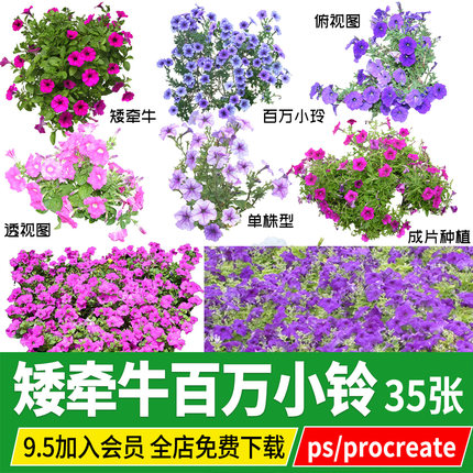 矮牵牛舞春花百万小铃PNG免扣PS素材procreate小花俯视平面效果图