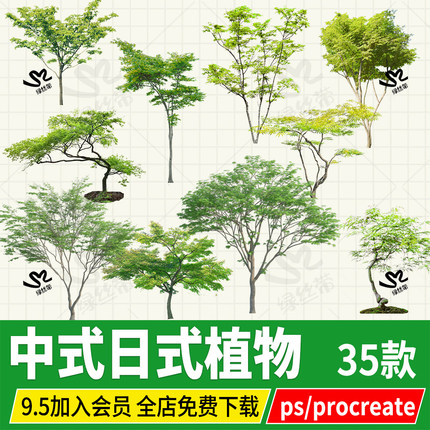 中式日式植物庭院花园乔木树png免扣图psd效果图ps素材procreate