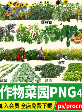 农作物菜园菜地蔬菜水稻小麦玉米高粱png免扣ps素材procreate psd