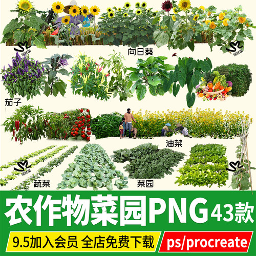 农作物菜园菜地蔬菜水稻小麦玉米高粱png免扣ps素材procreate psd