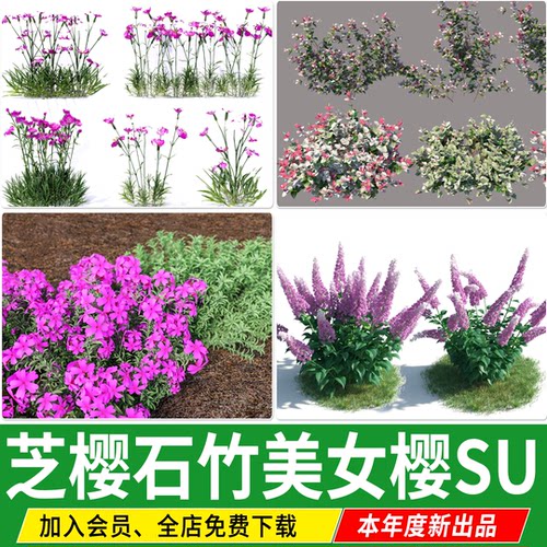 芝樱丛生福禄考欧石竹花叶络石佛甲草春羽圆锥绣球八角金盘SU模型