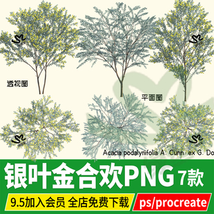 PNG银叶金合欢HDR珍珠相思树psd立面平面图ps素材procreate效果图