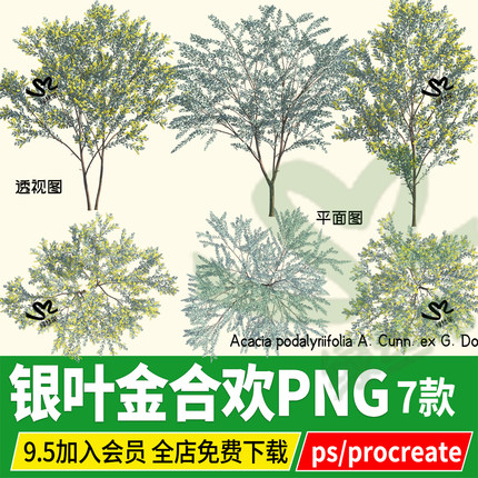 PNG银叶金合欢HDR珍珠相思树psd立面平面图ps素材procreate效果图