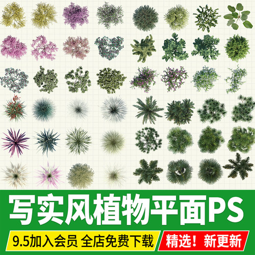 竞赛写实风平面图植物真实彩平图高级乔木树木景观平面png素材ps