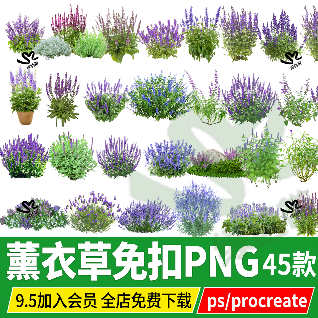 薰衣草花海头状花田效果图psd免扣PS素材procreate无背景png单体