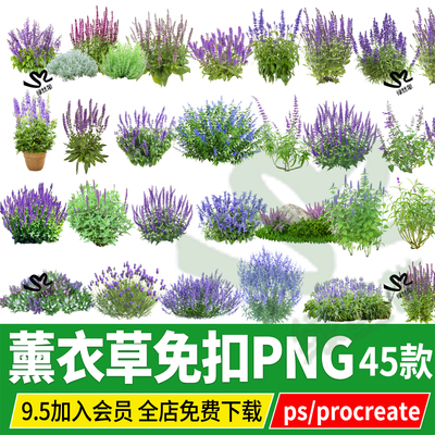 薰衣草花海头状花田效果图psd免扣PS素材procreate无背景png单体