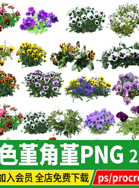 大花三色堇角堇PNG免扣蝴蝶花人棉花猫脸花PS素材procreate效果图