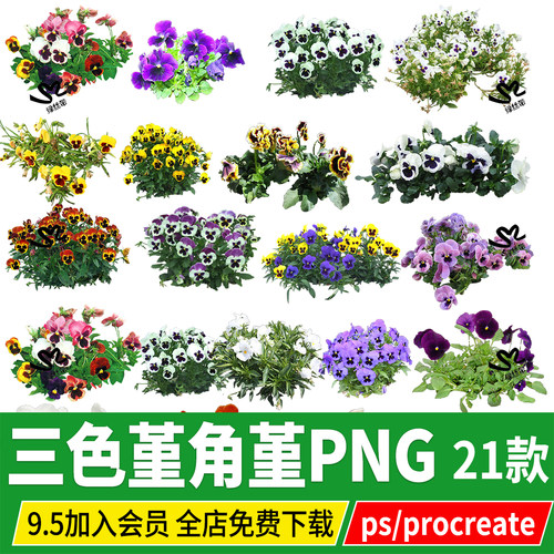 大花三色堇角堇PNG免扣蝴蝶花人棉花猫脸花PS素材procreate效果图