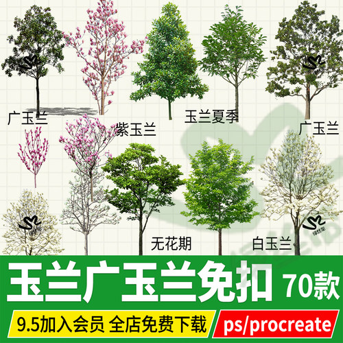 广玉兰白玉兰紫玉兰望春玉兰png psd ps免扣procreate立面效果图