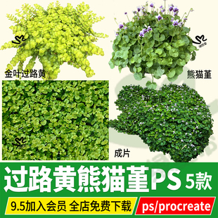 熊猫堇png金叶过路黄庭院花园地被植物ps免扣PSD素材procreate