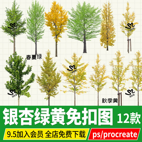 银杏psd免扣png格式落叶乔木黄叶立面图效果图ps素材procreate