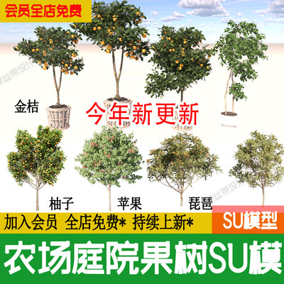 农场庭院果树3d植物琵琶桃树柚子金钱橘金桔石榴甜橙子苹果su模型