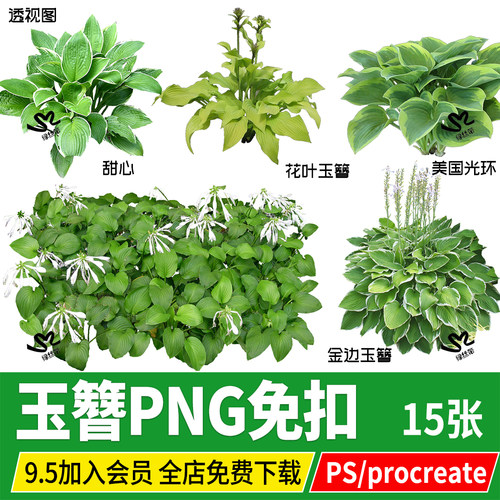 procreate观叶植物庭院花园金边花叶青叶金边玉簪PNG免扣PS素材
