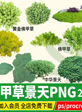 黄金佛甲草PNG中华景天薄雪万年青指甲草procreate素材PSD免扣ps