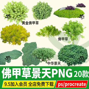 黄金佛甲草PNG中华景天薄雪万年青指甲草procreate素材PSD免扣ps