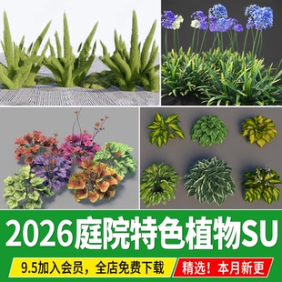 矾根狐尾天门冬佛甲草玉簪百子莲肾蕨迷迭香鼠尾薰衣草苔草SU模型