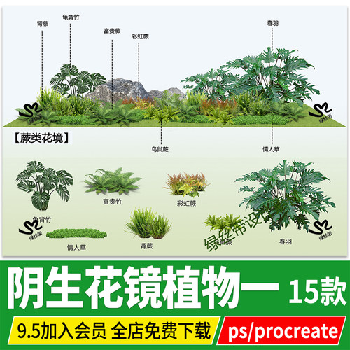 psd龟背竹富贵蕨彩虹蕨肾蕨鸟巢蕨春羽情人草玉簪png免扣图ps素材