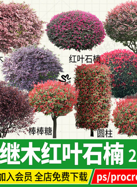png红继木红叶石楠红花继木灌木球形psd免扣ps单体procreate平板