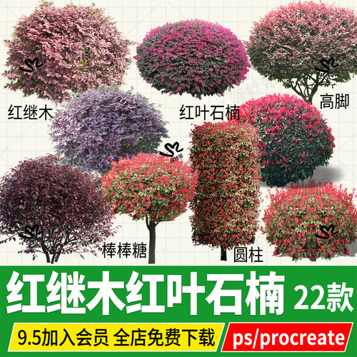 png红继木红叶石楠红花继木灌木球形psd免扣ps单体procreate平板