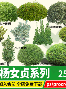 ps大叶黄杨球灌木金边雀舌北海道金森女贞金叶小叶PNG免扣psd素材