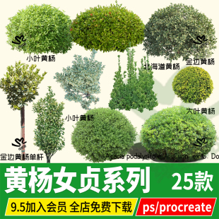 ps大叶黄杨球灌木金边雀舌北海道金森女贞金叶小叶PNG免扣psd素材