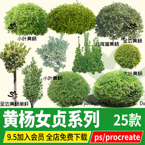 ps大叶黄杨球灌木金边雀舌北海道金森女贞金叶小叶PNG免扣psd素材
