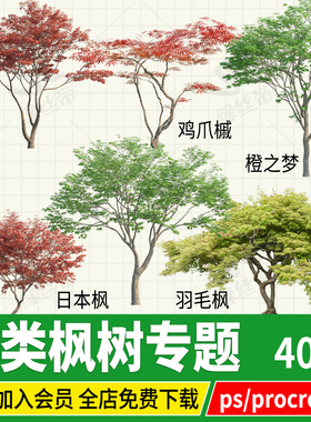 红枫PNG鸡爪槭羽毛枫日本枫庭院花园植物枫树procreate素材psd ps