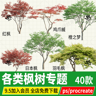 红枫PNG鸡爪槭羽毛枫日本枫庭院花园植物枫树procreate素材psd ps