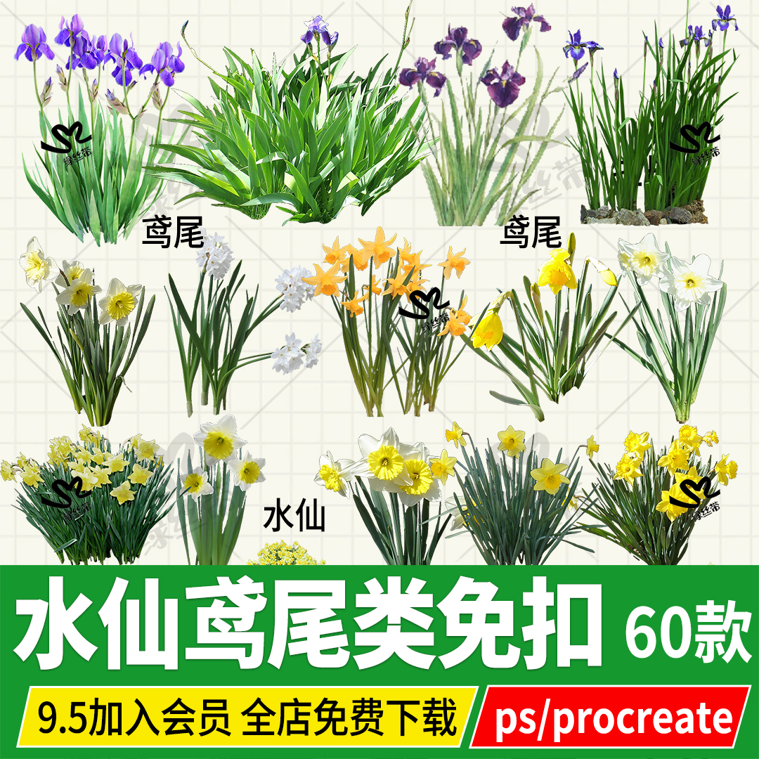 德国鸢尾紫花水生植物PNG免扣水仙ps素材procreate效果图立面贴图