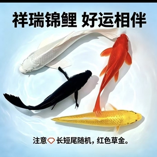 锦鲤草金鱼冷水鱼淡水观赏鱼好养耐活长短尾龙凤锦鲤适合家庭养殖