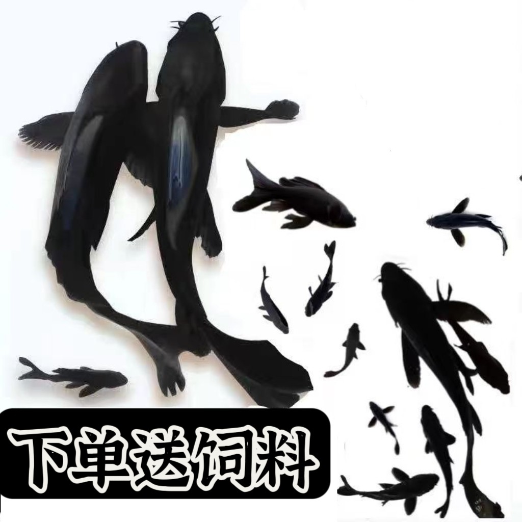 黑彗星草金活体观赏鱼锦鲤鱼镇宅黑鱼纯种锦鲤冷水鱼苗好养耐活,宠物/宠物食品及用品,鱼,淘宝优惠券,粉丝福利购,淘宝优惠卷