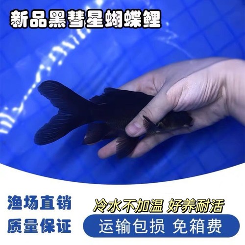 纯种黑彗星黑草金蝴蝶鲤镇宅黑鱼观赏鱼好养耐活冷水观赏鱼锦鲤鱼