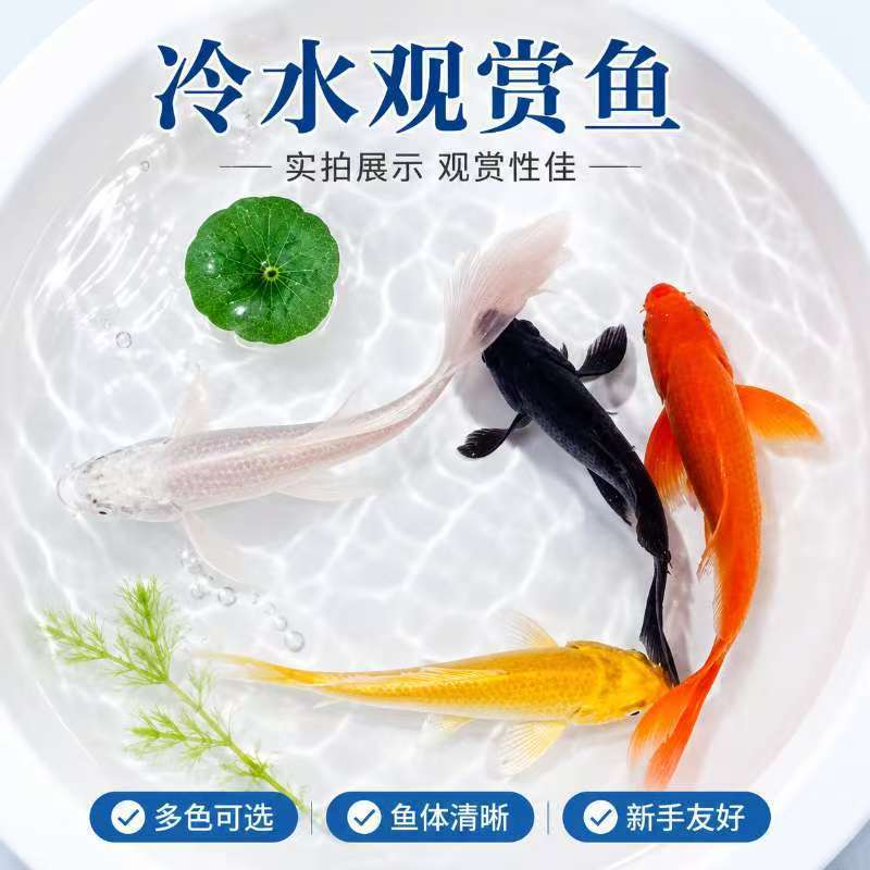 黑金锦鲤鱼活体包活到家（龙凤）白金黄金锦鲤冷水观赏鱼鹦鹉红草图片
