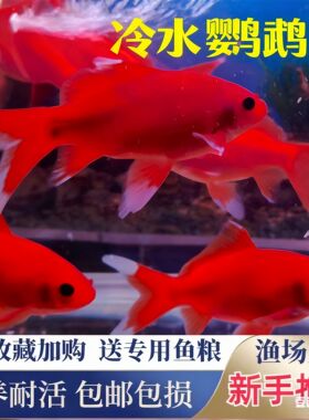 观赏鱼冷水鹦鹉好养耐活观赏鱼龙凤鱼红鱼血鹦鹉发财鱼小型风水鱼
