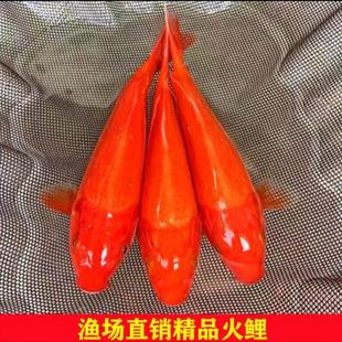 日本进口纯种火鲤锦鲤红锦鲤银鳞冷水观赏鱼活体鱼好养冷水观赏鱼