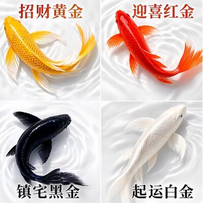 黑金锦鲤鱼活体包活到家（龙凤）白金黄金锦鲤冷水观赏鱼鹦鹉红草