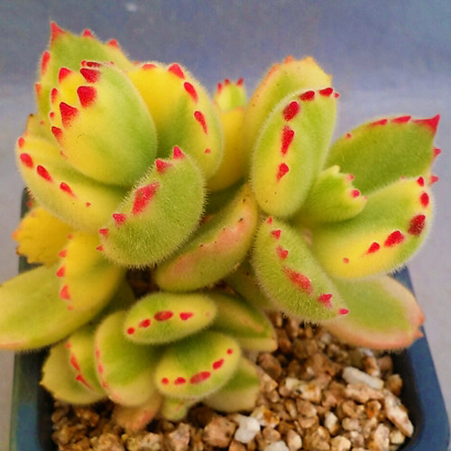 多肉白熊黄熊童子价格 多肉白熊黄熊童子图片 星期三