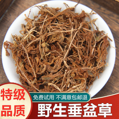 野生垂盆草中药材新鲜干货500克
