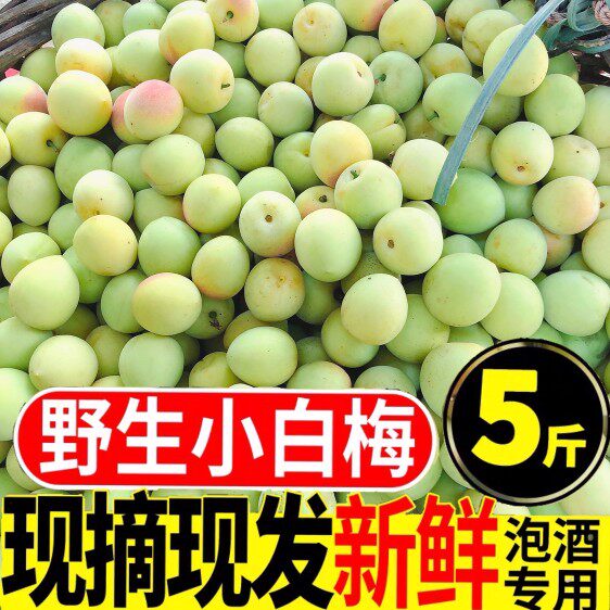 5斤野生小白梅新鲜青梅果高山泡酒专用现摘酸梅子鲜果孕妇水果