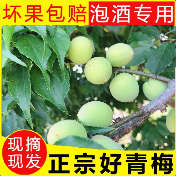 新鲜青梅诏安现摘现发泡酒专用