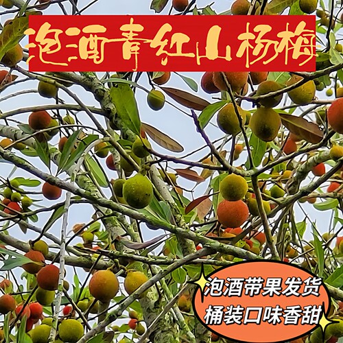 高山杨梅农家自酿特产梅子酒高度数果酒浸泡桶装3-5斤