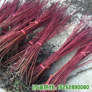 西北植物红瑞木苗 凉子木 红瑞山茱萸  丛生红瑞木工程苗红麻球