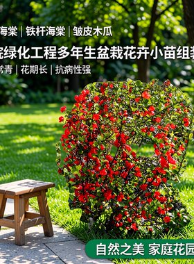 贴梗海棠花苗庭院绿化地栽盆栽绿篱带刺北方耐寒丛生海棠球工程苗
