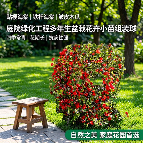 贴梗海棠花苗庭院绿化地栽盆栽绿篱带刺北方耐寒丛生海棠球工程苗