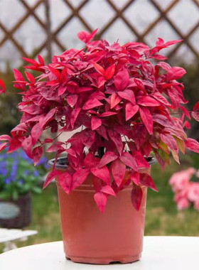 火焰南天竹工程苗别墅庭院花镜绿化地栽盆栽耐寒红叶绿篱灌木植物