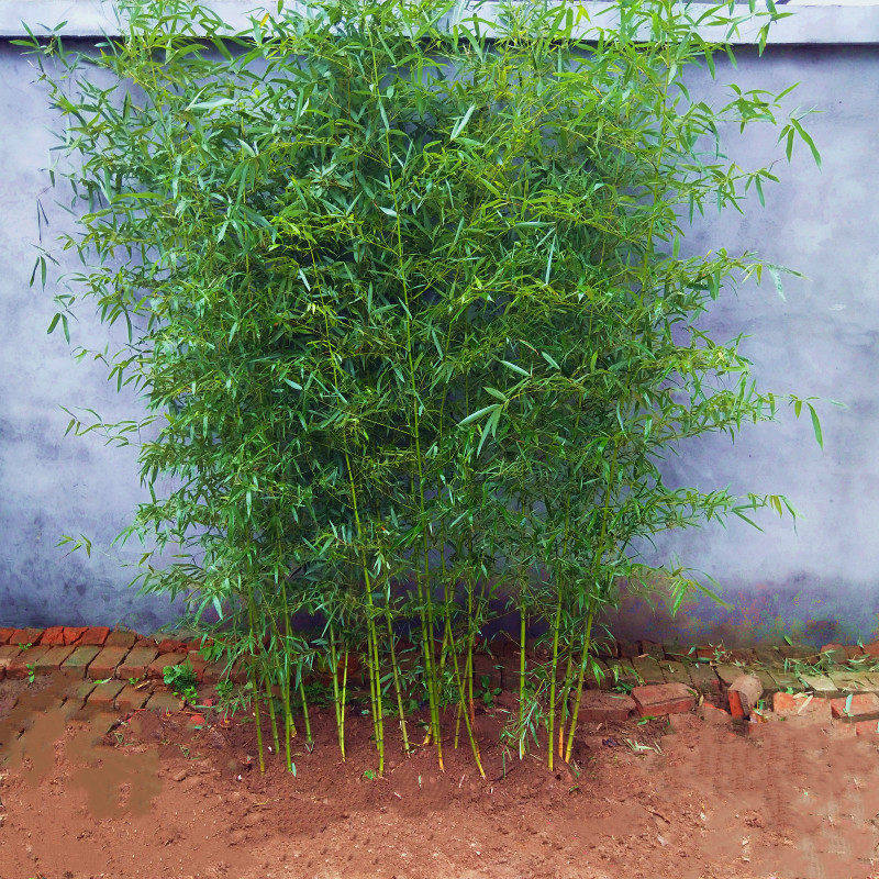 竹子小苗庭院植物盆栽四季常青黄金竹苗观赏金镶玉竹毛竹紫竹苗