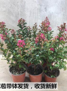 百丽紫薇盆栽美国丰花矮生型紫薇球窗台香花盆景植物带原土花灌木