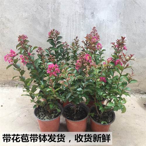 百丽紫薇盆栽美国丰花矮生型紫薇球窗台香花盆景植物带原土花灌木